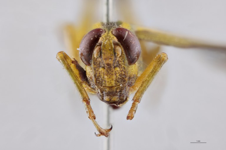 Cyphocerastis elegans F F.jpg