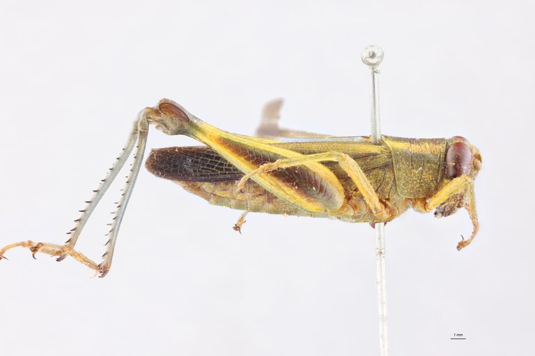 Cyphocerastis elegans F L.jpg