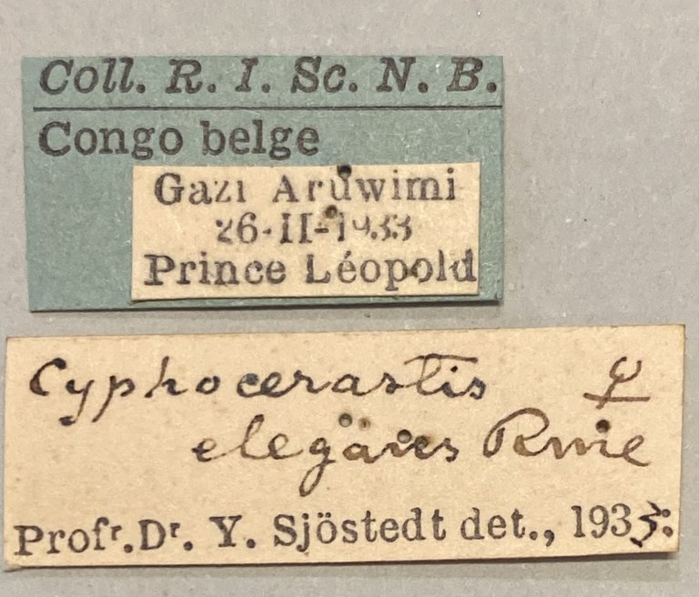 Cyphocerastis elegans F Labels.jpeg