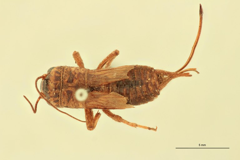 Gryllulus kivuensis Pt D.jpg