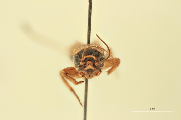 Gryllulus kivuensis Pt F.jpg
