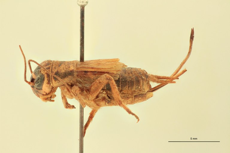 Gryllulus kivuensis Pt L.jpg