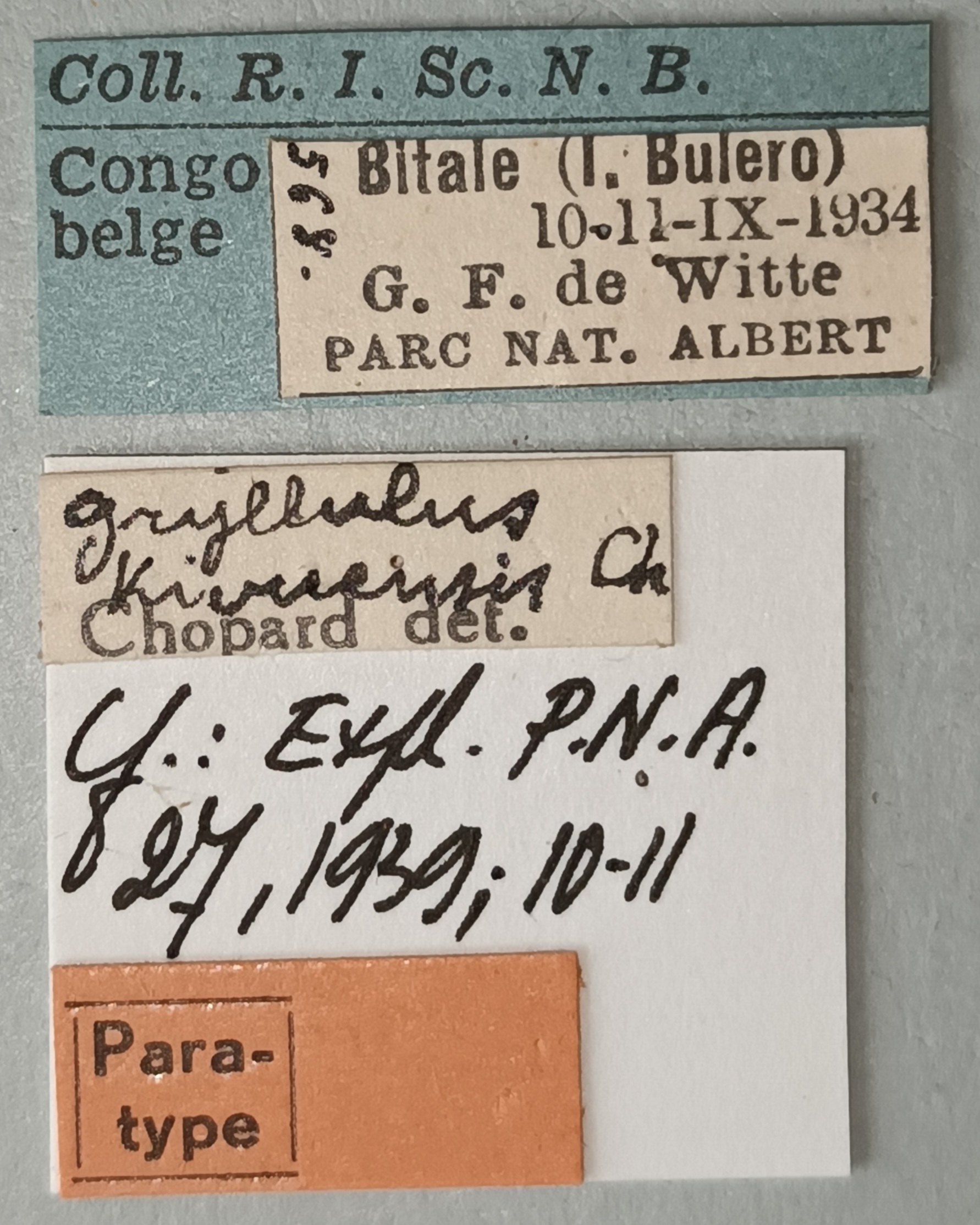 Gryllulus kivuensis Pt Labels.jpg