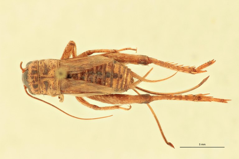 Gryllulus kivuensis F At D.jpg Gryllulus kivuensis F At D.jpg