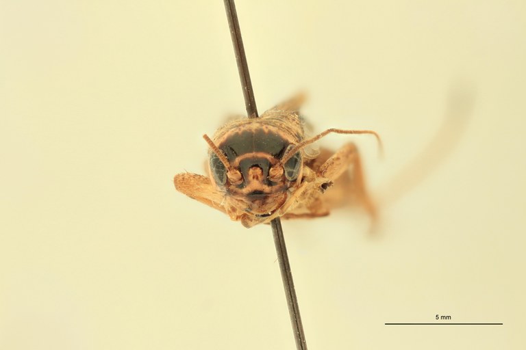 Gryllulus kivuensis F At F.jpg Gryllulus kivuensis F At F.jpg