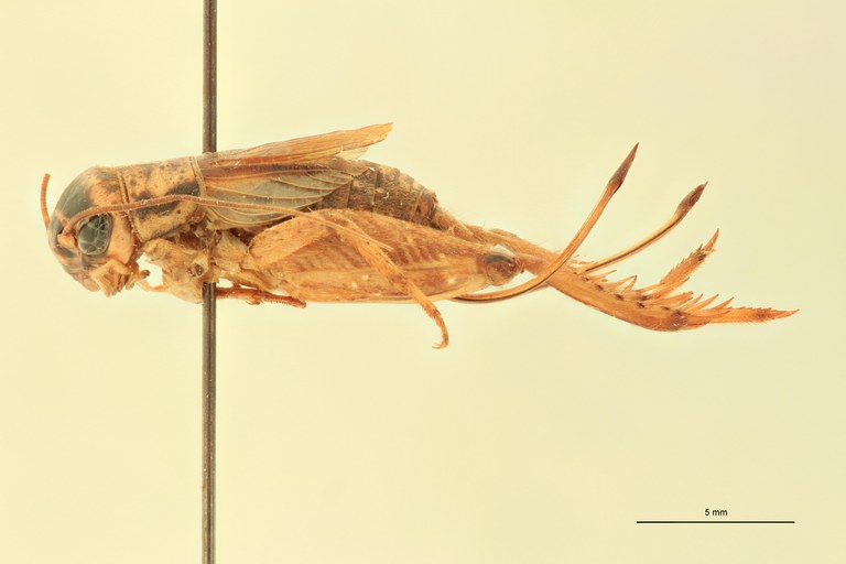 Gryllulus kivuensis F At L.jpg Gryllulus kivuensis F At L.jpg