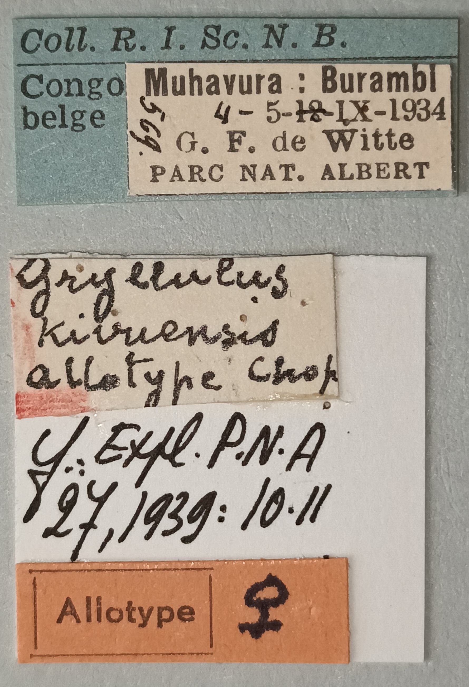 Gryllulus kivuensis F At Labels.jpg