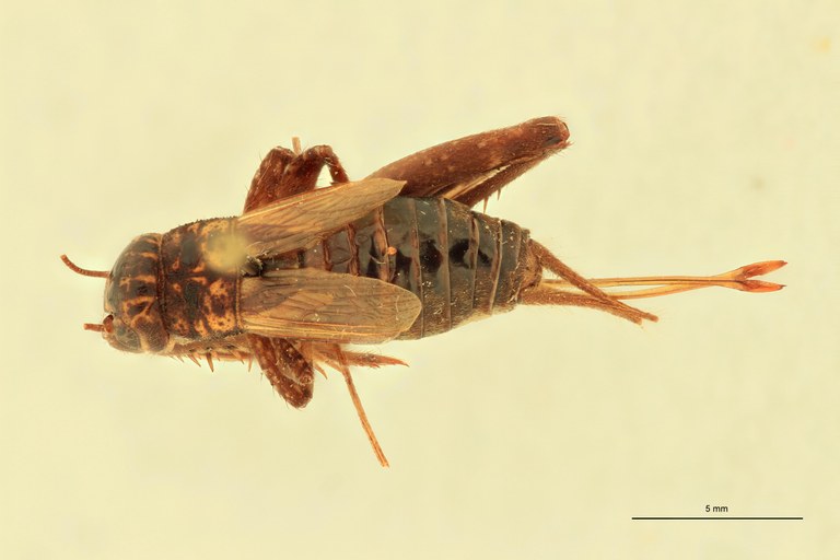 Gryllulus laticeps F At D.jpg Gryllulus laticeps F At D.jpg