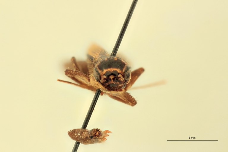 Gryllulus laticeps F At F.jpg Gryllulus laticeps F At F.jpg