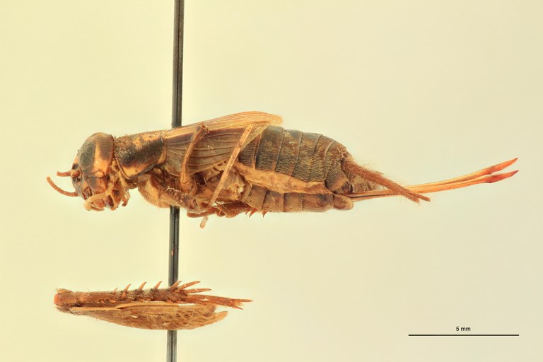 Gryllulus laticeps F At L.jpg Gryllulus laticeps F At L.jpg