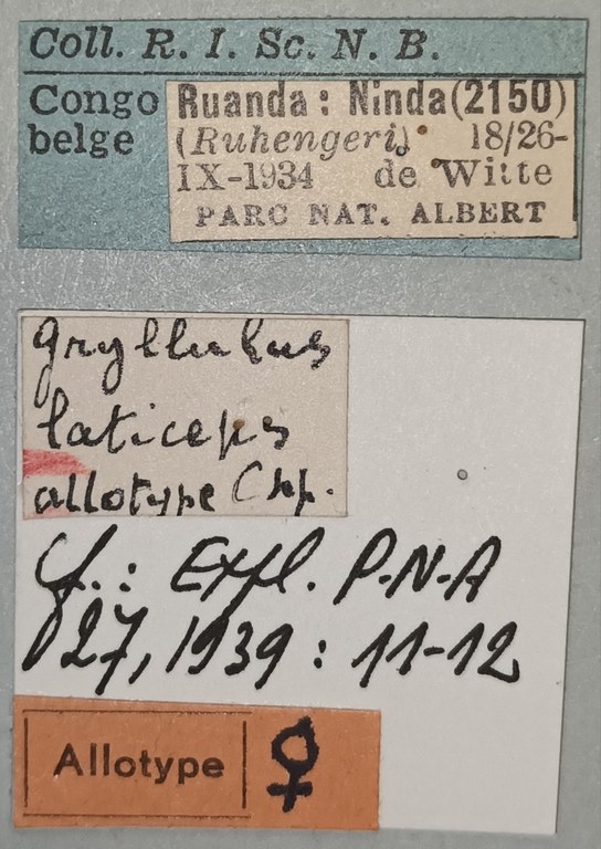 Gryllulus laticeps F At Labels.jpg Gryllulus laticeps F At Labels.jpg