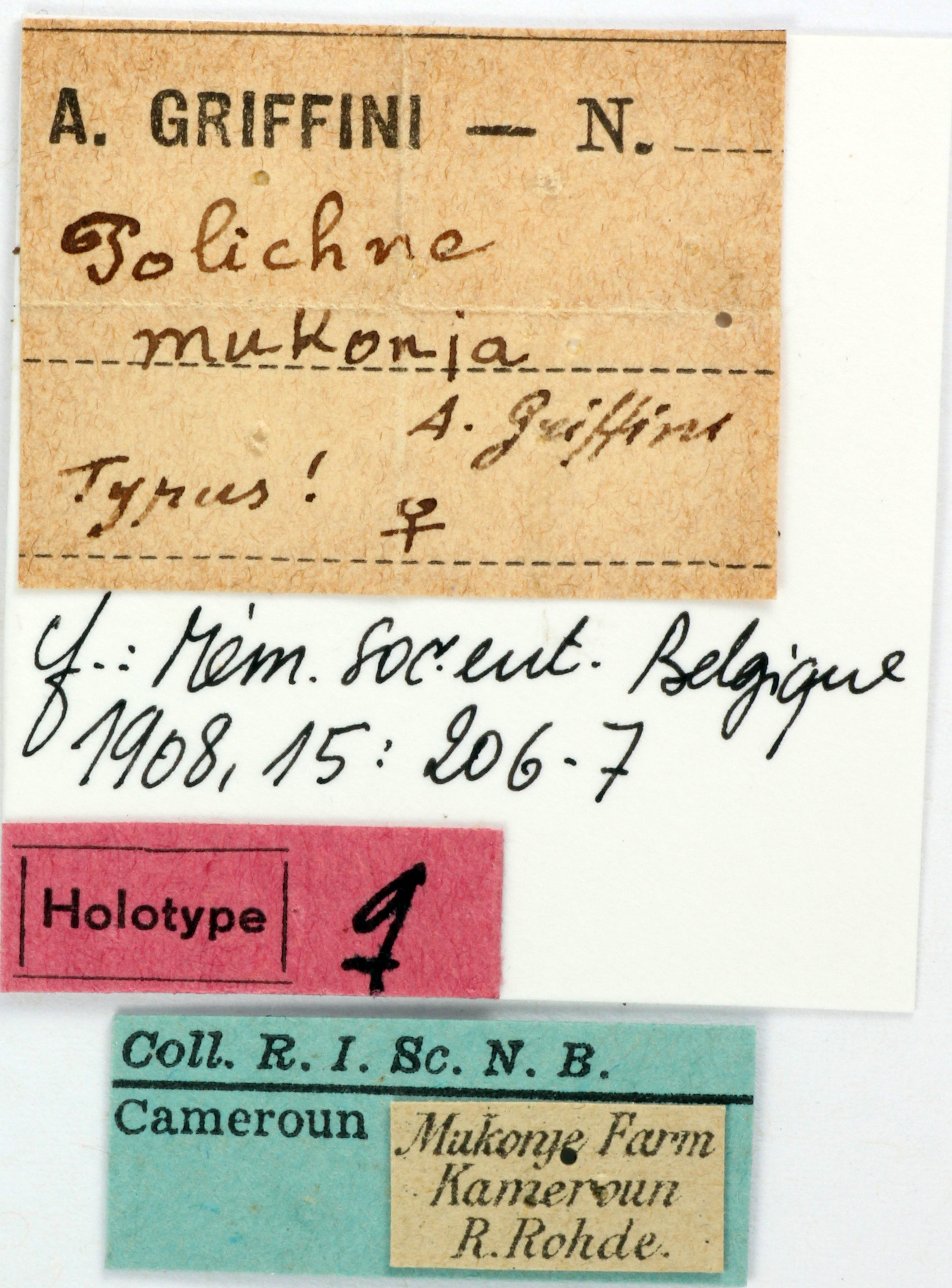 BE-RBINS-ENT Polichne mukonja Holotype Female Labels Jerome Constant.JPG