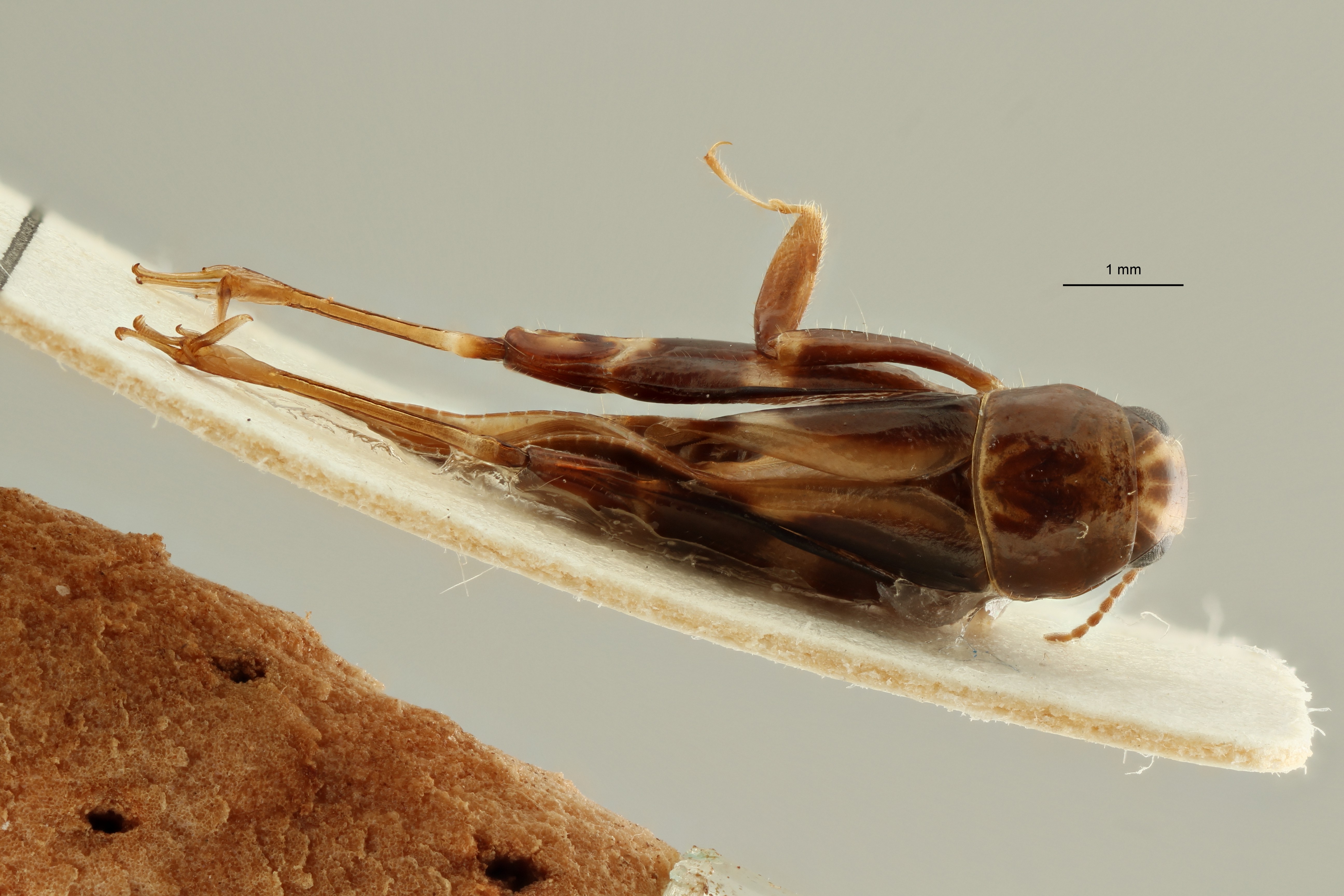 Bruntridactylus centralafricanus ht D ZS PMax Scaled.jpeg
