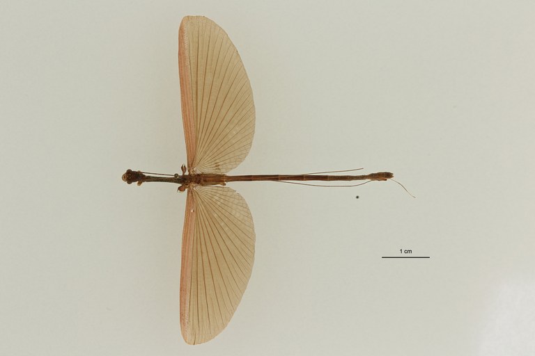 Diacanthoidea marginata st D ZS PMax Scaled.jpeg