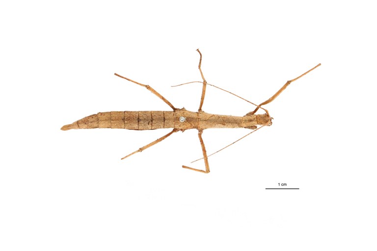 Eupromachus pleurospinosus t D.jpg
