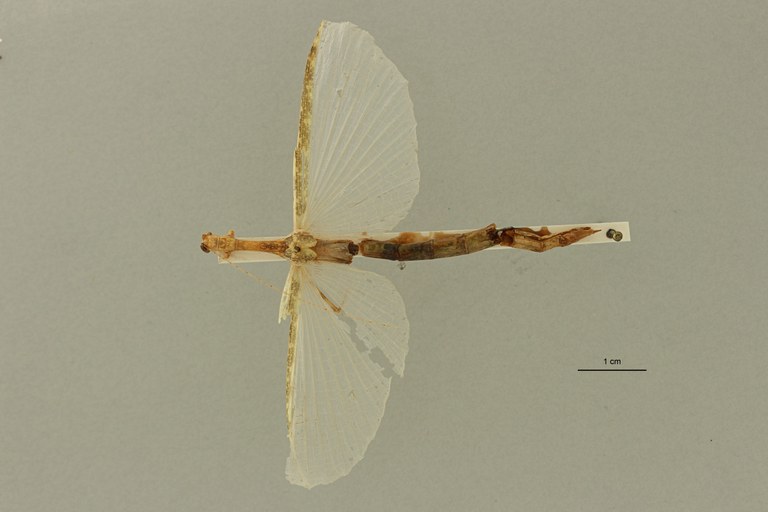 Aruanoidea analis ht D ZS PMax Scaled.jpeg Aruanoidea analis ht D ZS PMax Scaled.jpeg