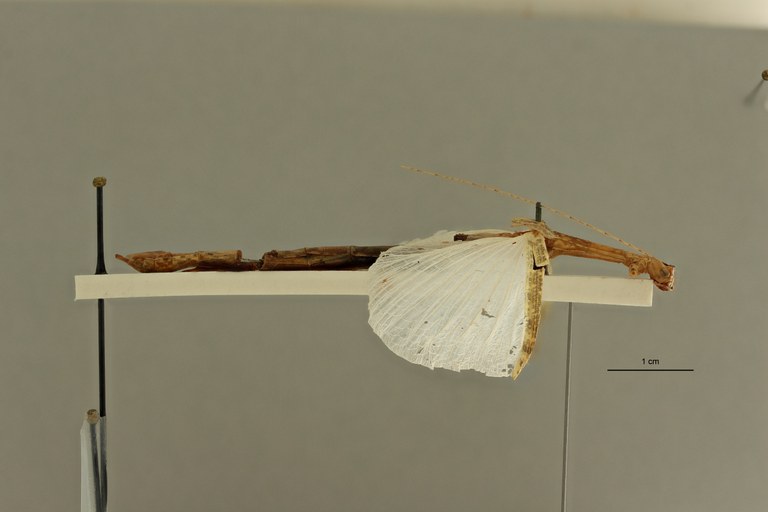 Aruanoidea analis ht L ZS PMax Scaled.jpeg Aruanoidea analis ht L ZS PMax Scaled.jpeg