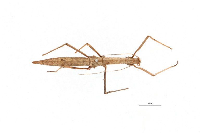 Eupromachus pleurospinosus pt D.jpg Eupromachus pleurospinosus pt D.jpg