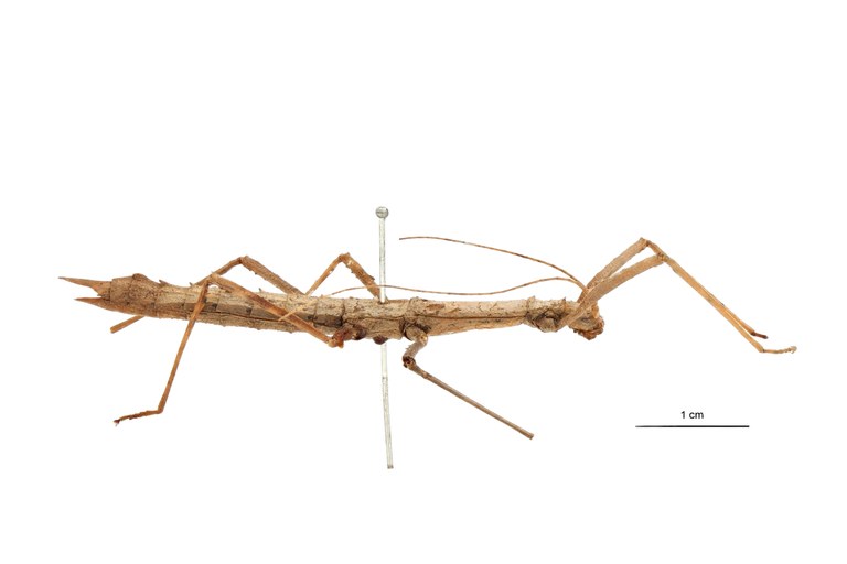 Eupromachus pleurospinosus pt L.jpg Eupromachus pleurospinosus pt L.jpg