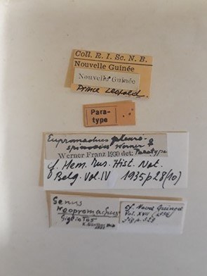 Eupromachus pleurospinosus pt.jpg Eupromachus pleurospinosus pt.jpg