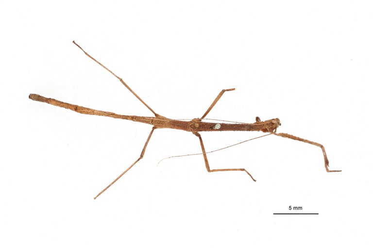 Phenacocephalus coronatus ht D.jpg Phenacocephalus coronatus ht D.jpg