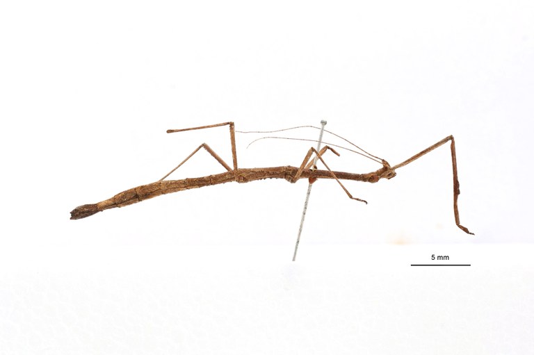 Phenacocephalus coronatus ht L.jpg Phenacocephalus coronatus ht L.jpg