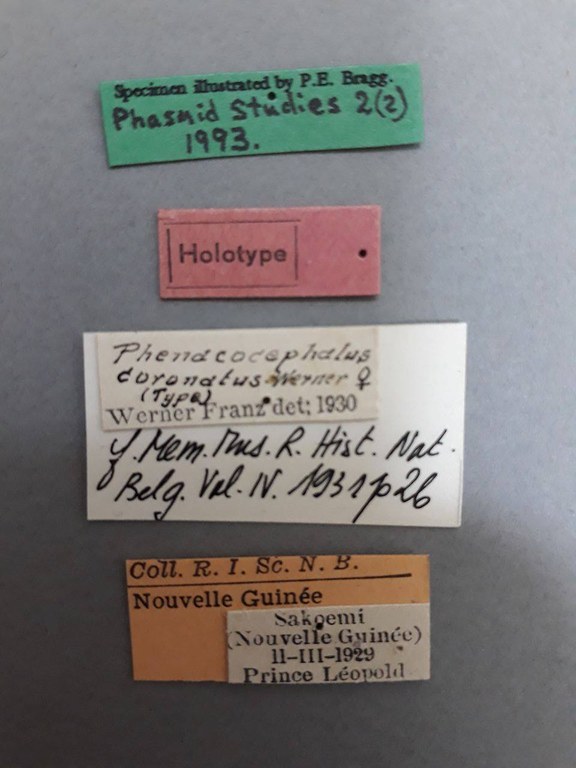 Phenacocephalus coronatus ht.jpg Phenacocephalus coronatus ht.jpg