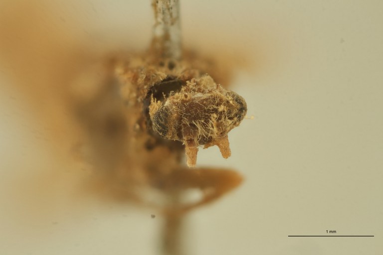 Holocentropus dubius T F.jpg