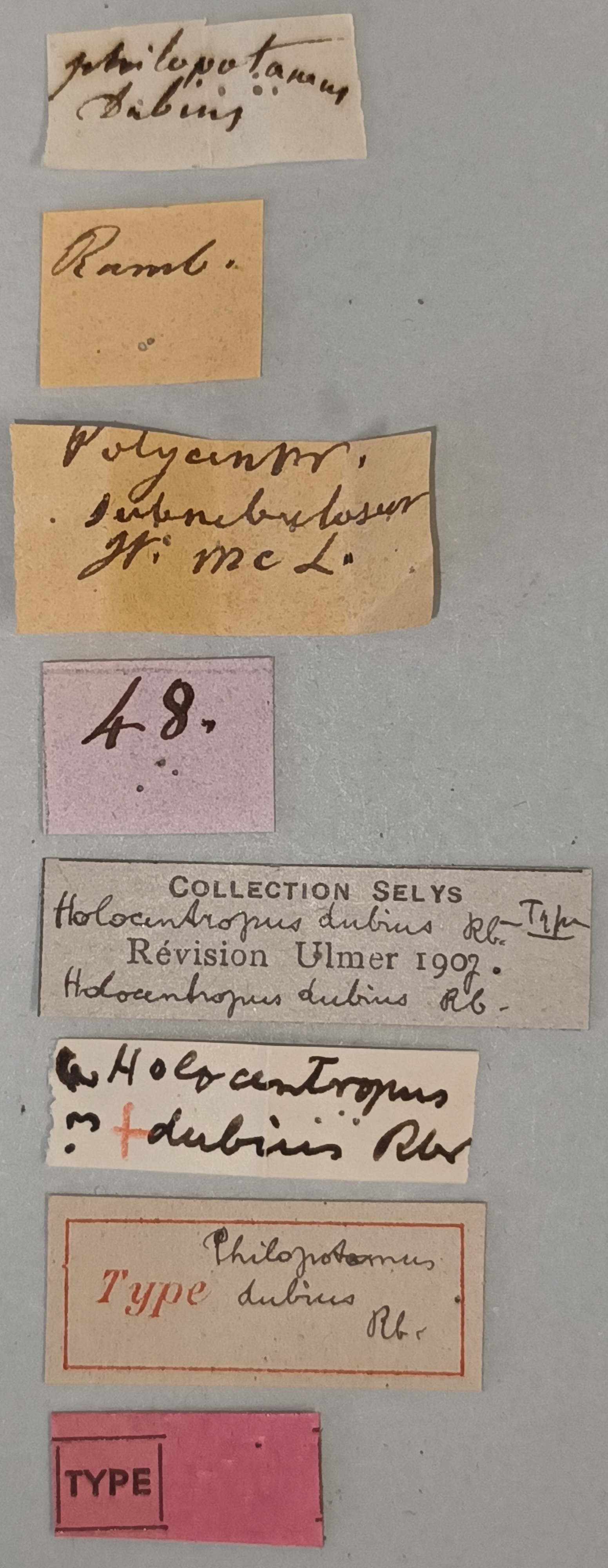 Holocentropus dubius T Labels.jpg