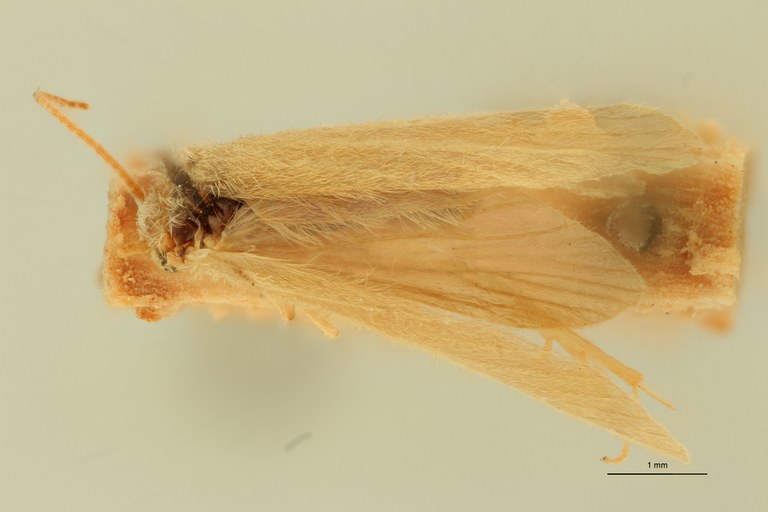 Neureclipsis parvula Pt D.jpg