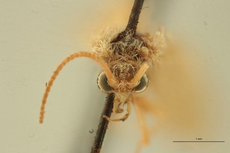 Neureclipsis parvula Pt F.jpg