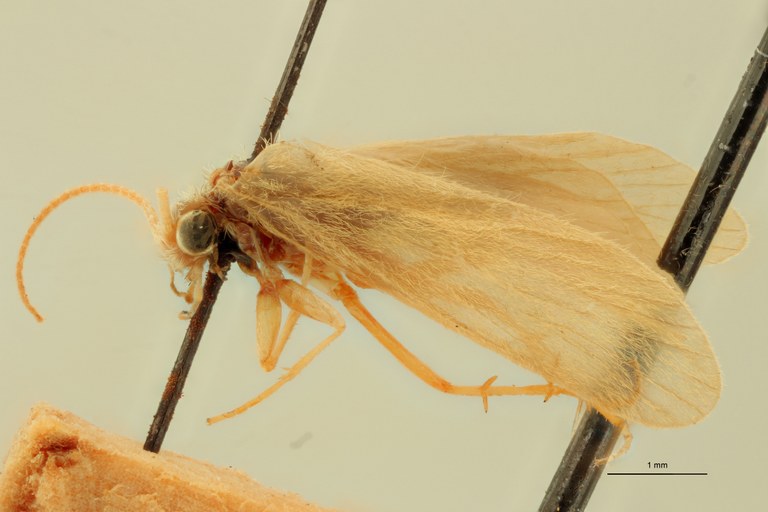 Neureclipsis parvula Pt L.jpg