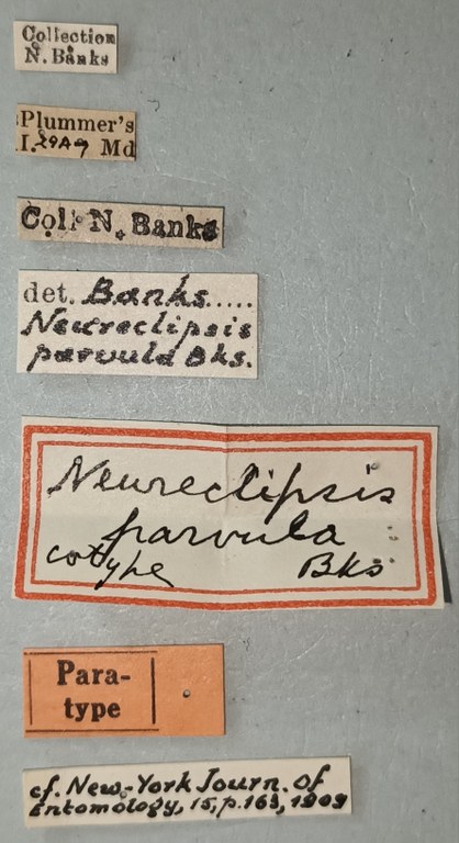 Neureclipsis parvula Pt Labels.jpg