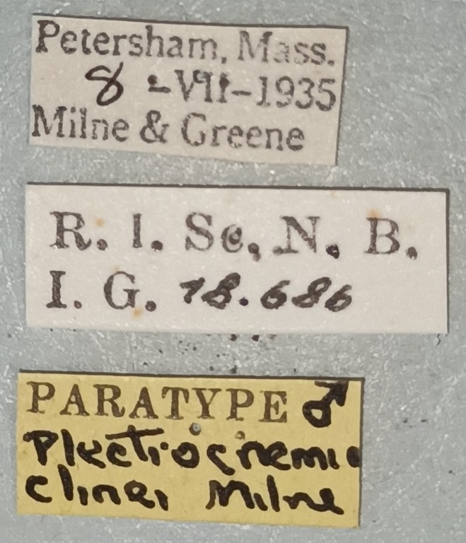 Plectrocnemia clinei M Pt Labels.jpg