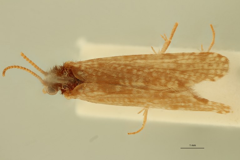 Polycentropus corsicus Pt D.jpg