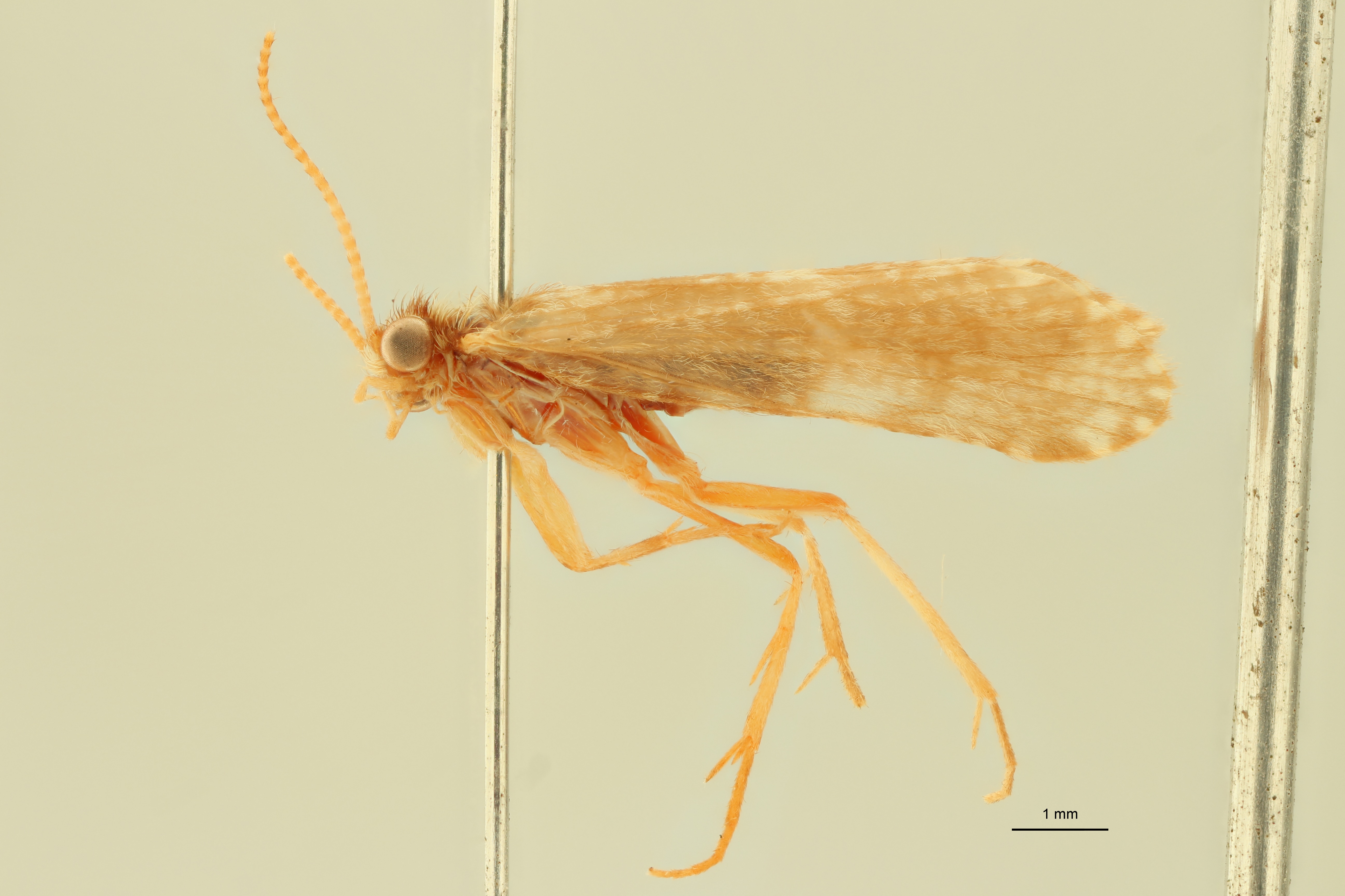 Polycentropus corsicus Pt L.jpg