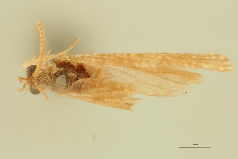 Polycentropus flavomaculatus T D.jpg