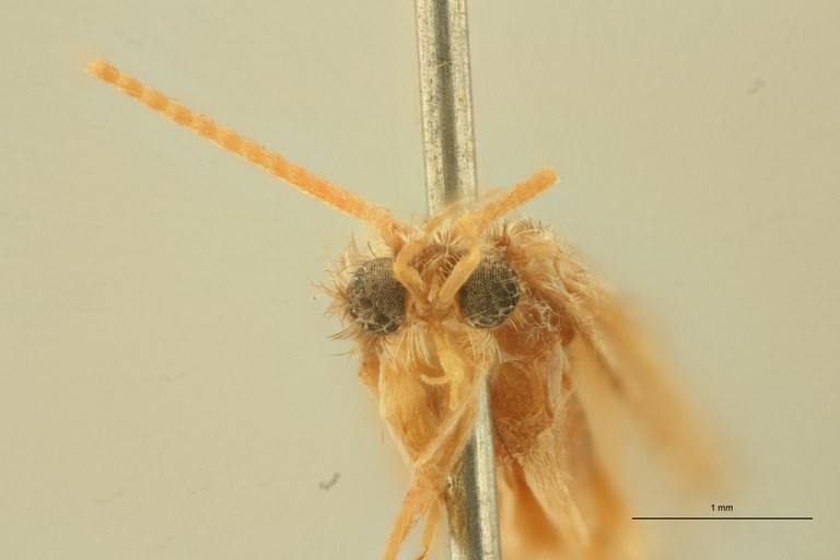 Polycentropus flavomaculatus T F.jpg