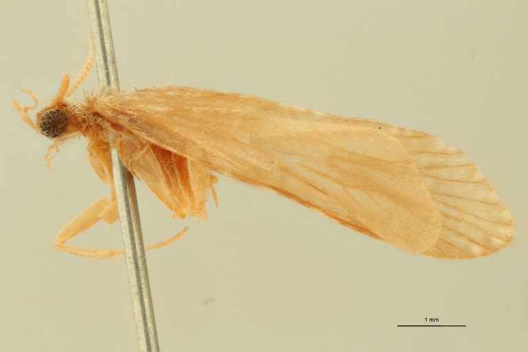 Polycentropus flavomaculatus T L.jpg