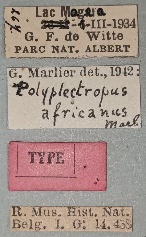 Polyplectropus africanus T Labels.jpg