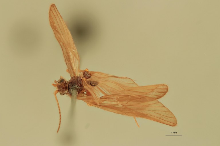 Rhyacophila glaberrima T D.jpg