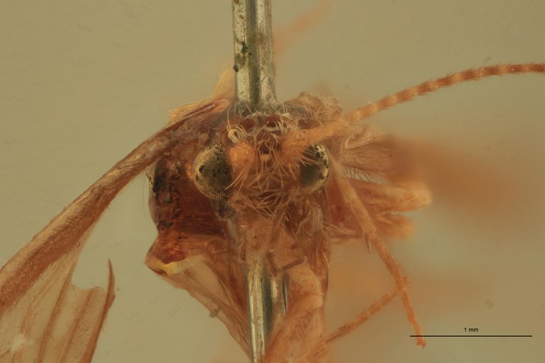 Rhyacophila glaberrima T F.jpg