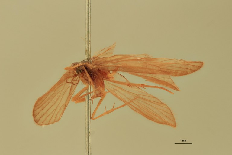 Rhyacophila glaberrima T L.jpg