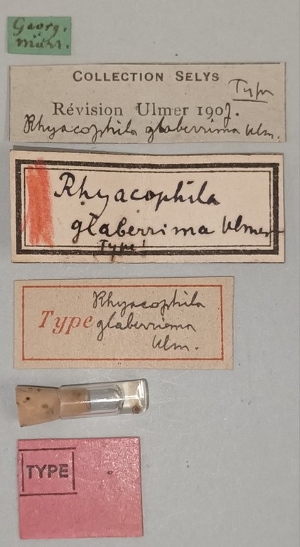 Rhyacophila glaberrima T Labels.jpg