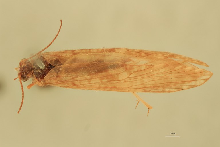 Rhyacophila hyalinata Cot D.jpg