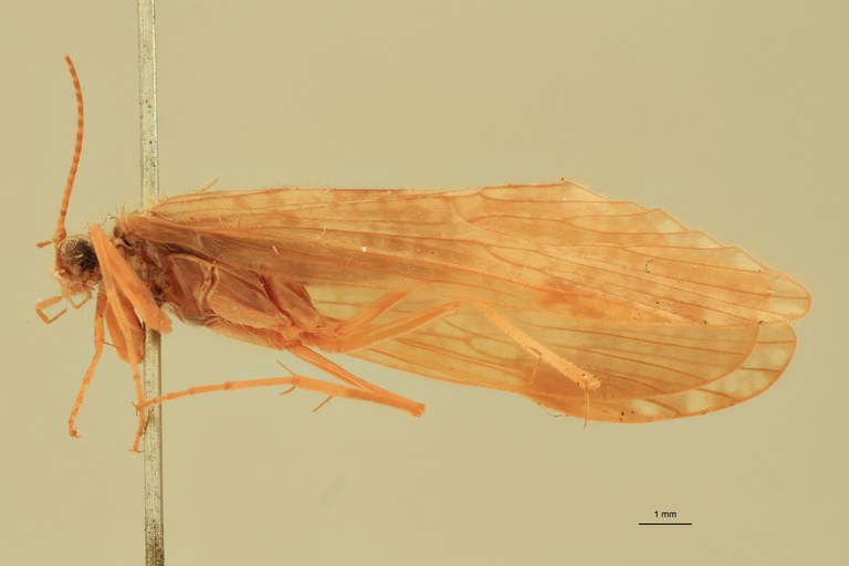 Rhyacophila hyalinata Cot L.jpg