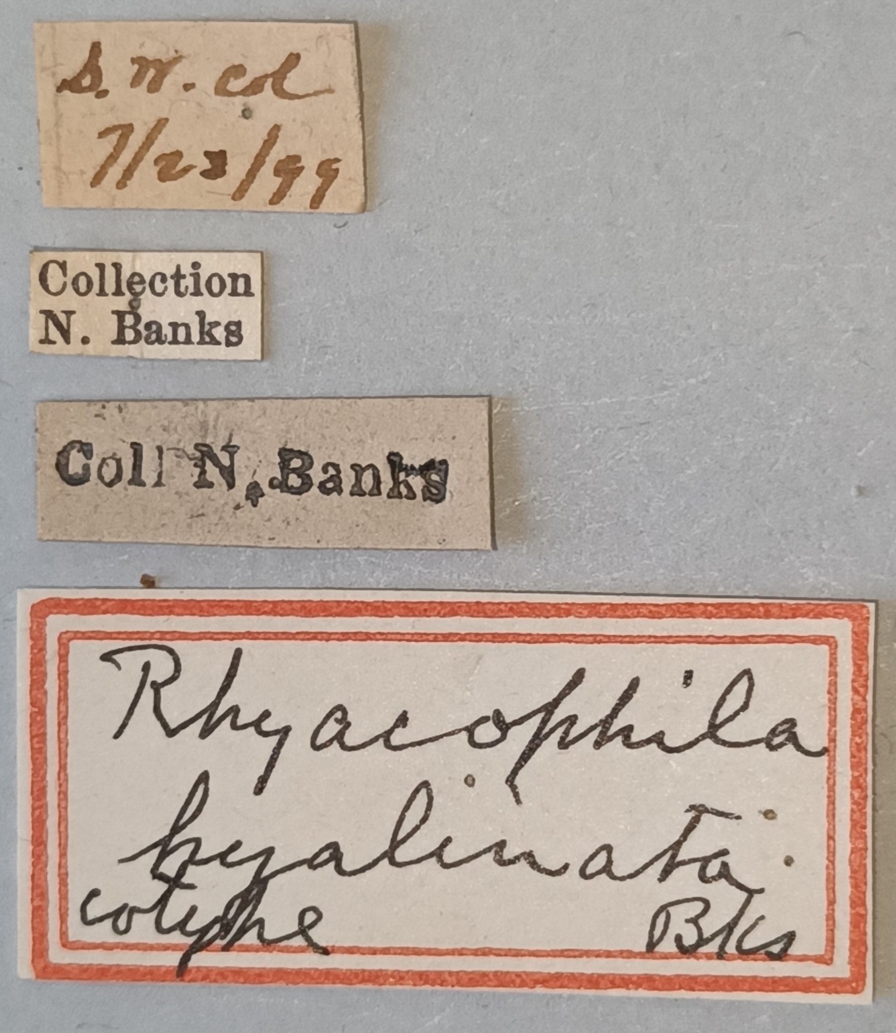 Rhyacophila hyalinata Cot Labels.jpg