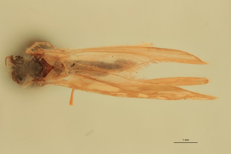 Rhyacophila manistee M Pt D.jpg