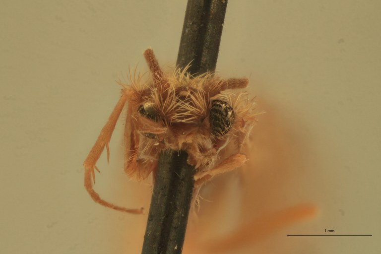 Rhyacophila manistee M Pt F.jpg