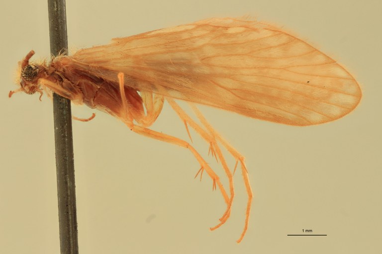 Rhyacophila manistee M Pt L.jpg